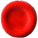 Red blood cell
